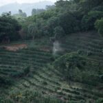 Brands of Organic Coffee: 7 Proven Ways to Avoid Costly Greenwashing Mistakes