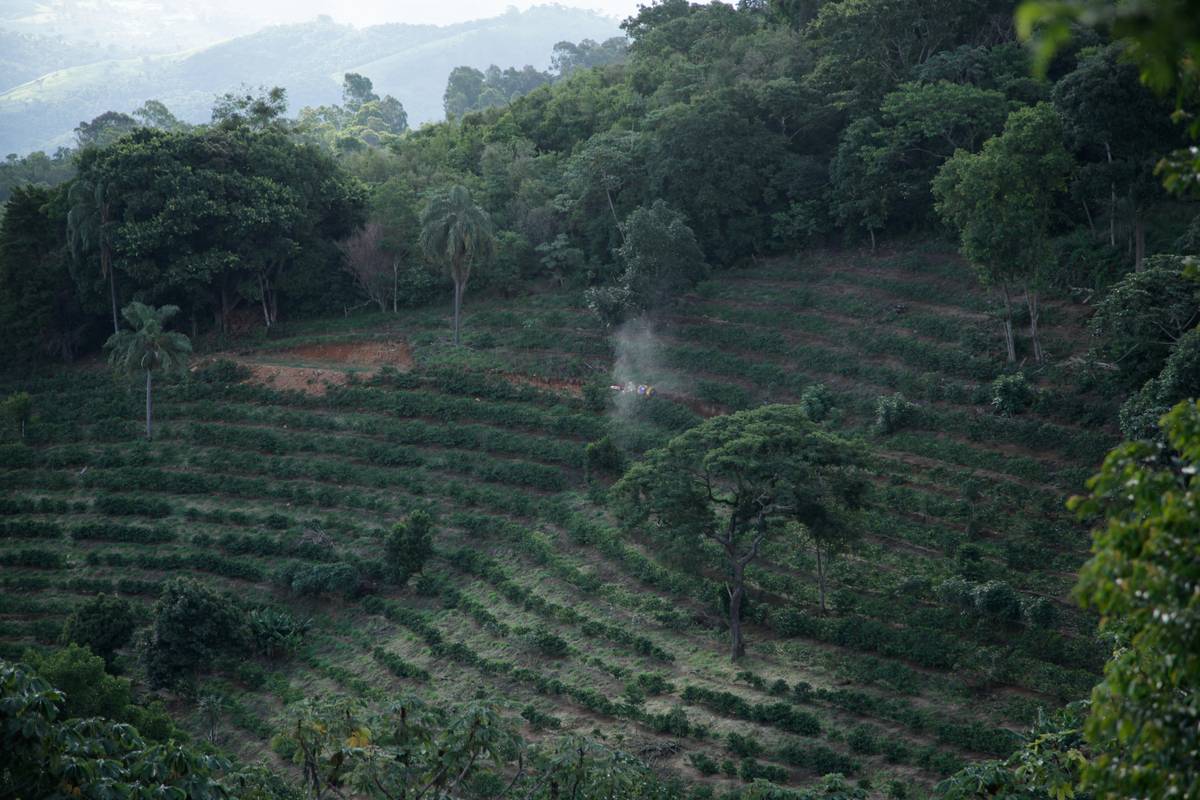 Brands of Organic Coffee: 7 Proven Ways to Avoid Costly Greenwashing Mistakes