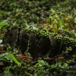Should Coffee Be Organic: 7 Proven Reasons to Avoid Toxic Brews