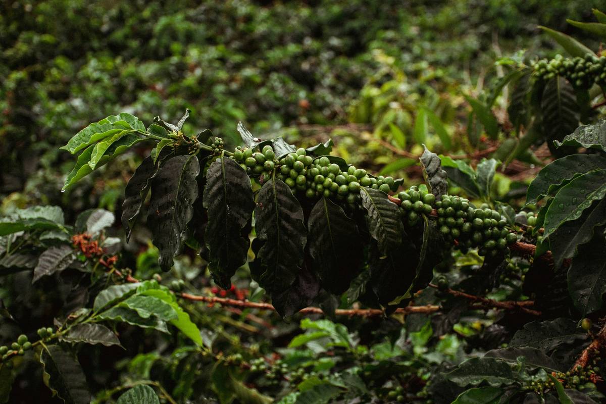Should Coffee Be Organic: 7 Proven Reasons to Avoid Toxic Brews